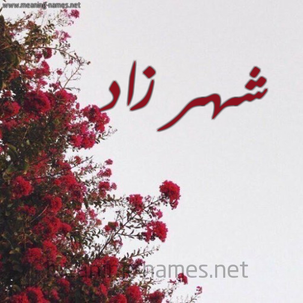 شكل 18 صوره الورد الأحمر للإسم بخط رقعة صورة اسم شهر زاد SHHR-ZAD
